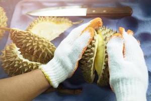 pele la fruta de un durian maduro en manos de una fruta de durian en manos de primer plano. foto