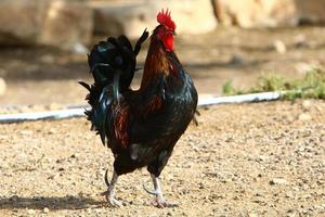 pájaros en un parque de la ciudad a la orilla del mar en israel. foto