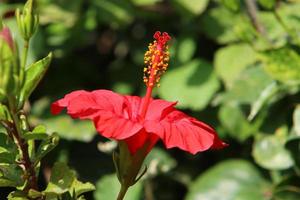 Chinese hibiscus blooms in a city park in northern Israel. photo