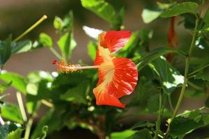 el hibisco chino florece en un parque de la ciudad en el norte de israel. foto