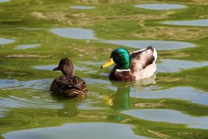 Birds in a city park on the seashore in Israel. photo