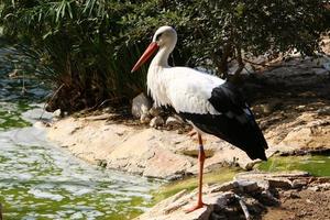 pájaros en un parque de la ciudad a la orilla del mar en israel. foto