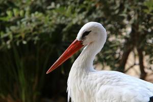 pájaros en un parque de la ciudad a la orilla del mar en israel. foto