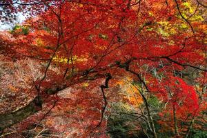 Picturesque scene of autumn in Japan photo