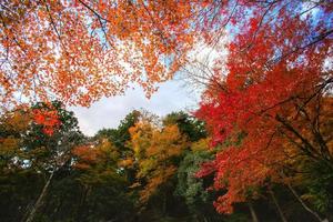 Picturesque scene of autumn in Japan photo