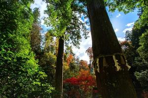 Holy tree of Yuki-jinja, a famous Shinto shrine on the grounds of Kurama temple, a temple situated at the base of Mount Kurama in the far north of Kyoto Prefecture, Kansai, Japan photo