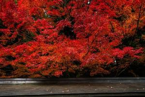 escena pintoresca de otoño en japón foto