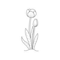 tulip flower coloring page design for book printing template continuous black stroke vector