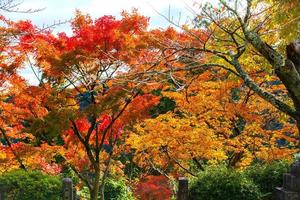 Picturesque scene of autumn in Japan photo