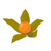 Berries and inflorescences of autumn physalis for cake decoration. vector