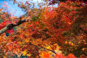 Picturesque scene of autumn in Japan photo