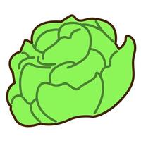 cabbage in doodle style. Vector illustration of a vegetable