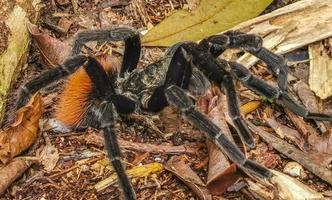 Tarantula brown black crawls on the ground Mexico. photo