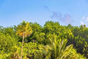 Caribbean beach fir palm trees in jungle forest nature Mexico. photo