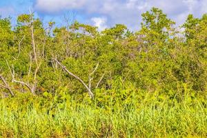 Caribbean beach fir palm trees in jungle forest nature Mexico. photo