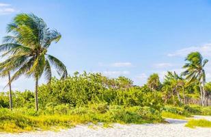 Caribbean beach fir palm trees in jungle forest nature Mexico. photo