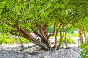 Caribbean beach fir palm trees in jungle forest nature Mexico. photo