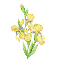 yellow irises, watercolor hand painted illustration a bouquet of flowers with leaves png