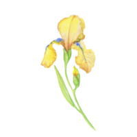 gelbe iris, aquarell handgemalte illustration ein blumenstrauß mit blättern png