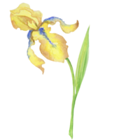 yellow iris, watercolor hand painted illustration a bouquet of flower with leaves png