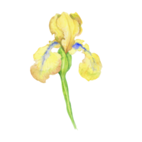 iris jaune, illustration peinte à la main à l'aquarelle un bouquet de fleurs avec des feuilles png