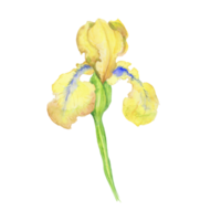 gul iris, vattenfärg hand målad illustration en bukett av blomma med löv png