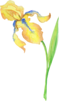 iris jaune, illustration peinte à la main à l'aquarelle un bouquet de fleurs avec des feuilles png