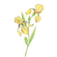 yellow irises, watercolor hand painted illustration a bouquet of flowers with leaves png