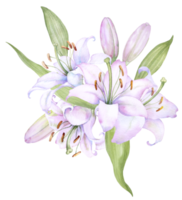 Bouquet white lilies, pink lilies, flowers and buds watercolor flower arrangement png