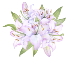 ramo de lirios blancos, lirios rosados, flores y capullos arreglo floral de acuarela png