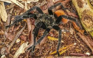 Tarantula brown black crawls on the ground Mexico. photo