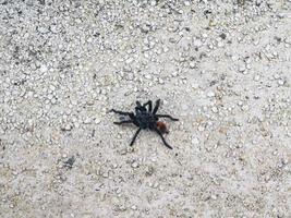 Tarantula brown black crawls on the ground Mexico. photo