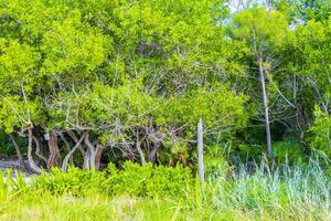 Caribbean beach fir palm trees in jungle forest nature Mexico. photo