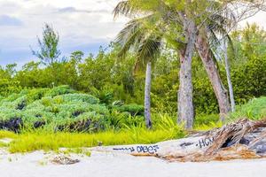 Caribbean beach fir palm trees in jungle forest nature Mexico. photo