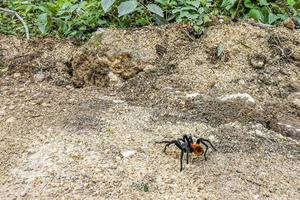 Tarantula brown black crawls on the ground Mexico. photo