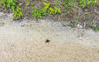 tarantula marron negra se arrastra por el suelo mexico. foto