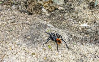 tarantula marron negra se arrastra por el suelo mexico. foto