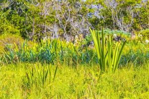 Caribbean beach fir palm trees in jungle forest nature Mexico. photo