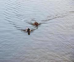 Ducks swim along the icy bank of the river. Wild ducks in winter. The surface of the water is partially covered with ice. photo