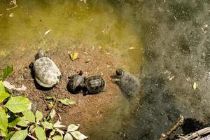la familia de las tortugas está en un mal ambiente. las tortugas nadan en un estanque con agua sucia foto
