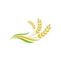 Agriculture wheat rice vector icon design