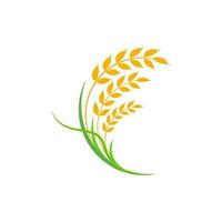 agricultura trigo arroz vector icono diseño