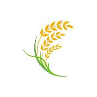 Agriculture wheat rice vector icon design