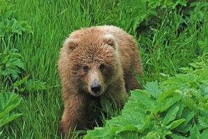 un oso joven en la naturaleza foto