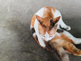 White and brown domestic cat, sitting on the floor, free to walk. photo