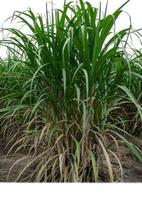 Sugar cane isolated on white background and cliping path photo