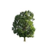 Green tree that are isolated on a white background photo