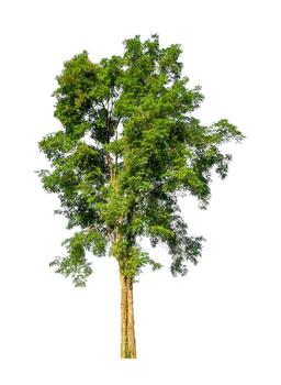 Tree that are isolated on a white background are suitable for both printing and web pages photo