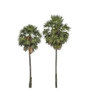 sugar palm that are isolated on a white background are suitable for both printing and web pages photo