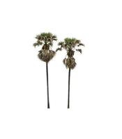 sugar palm that are isolated on a white background are suitable for both printing and web pages photo